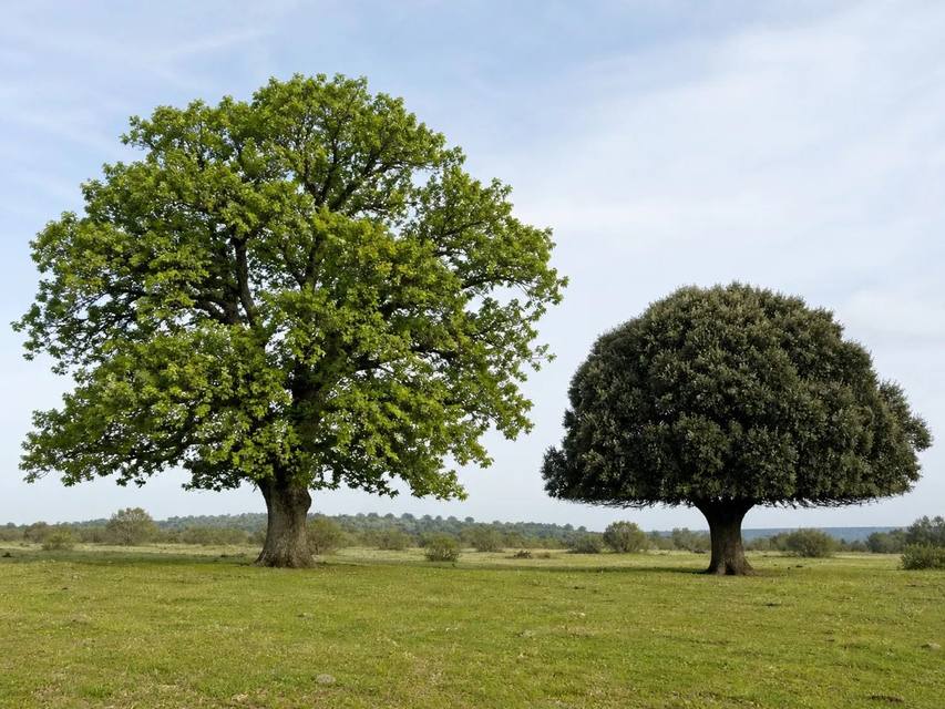 Roure o alzina: quina llenya és millor per a la teva xemeneia — Blog FustaGo